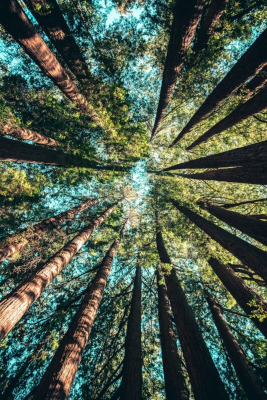 Photo by Casey Horner low angle photography of trees at daytime