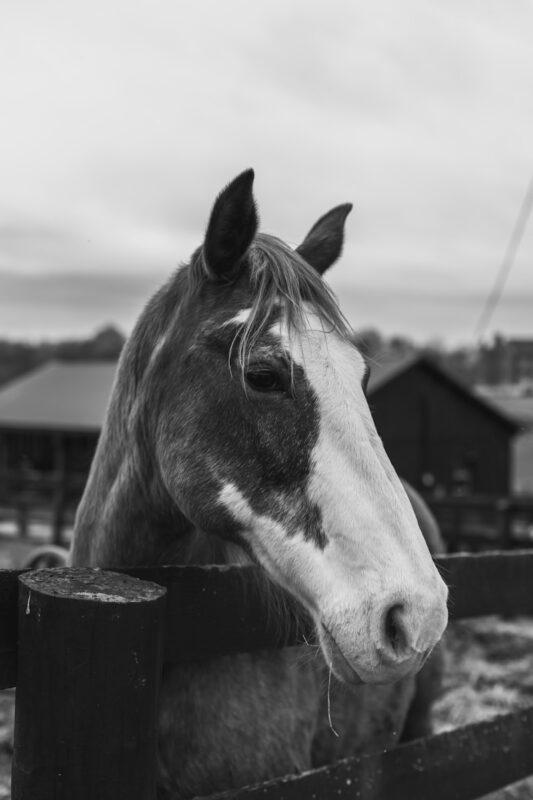 grayscale photo of horse head