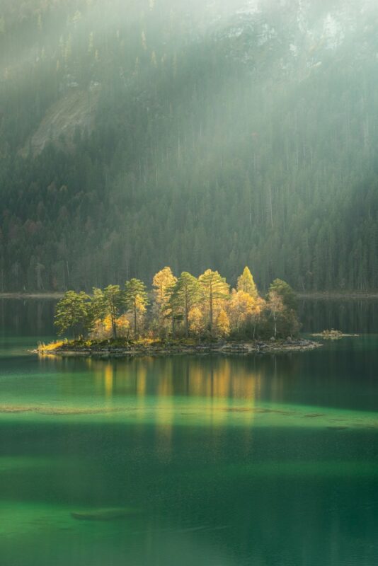 trees surrounded by body water during daytime