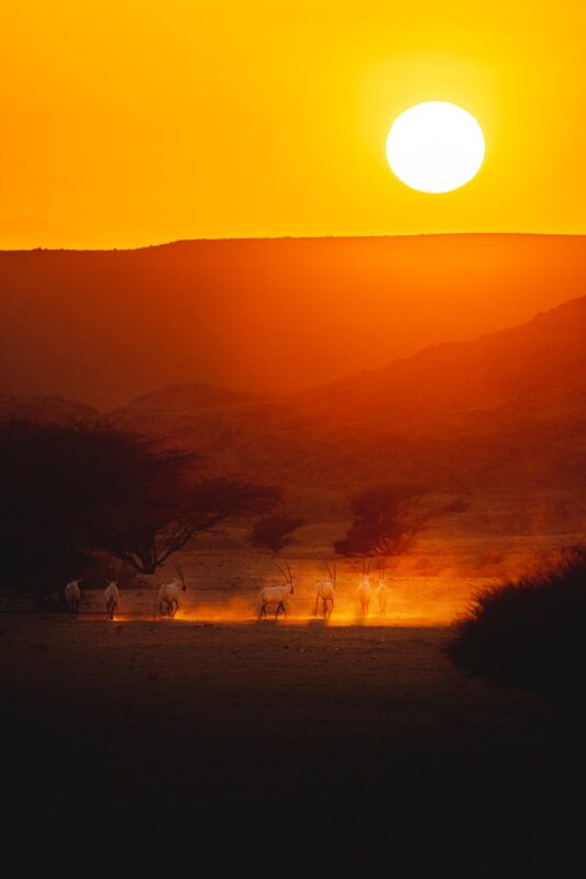 a group of animals walking across a grass covered field