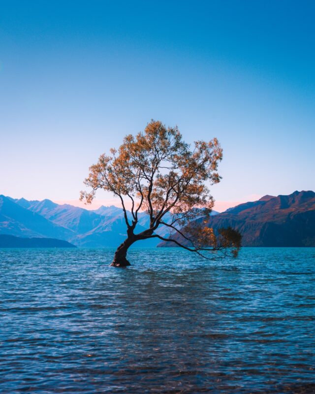 Photo by Laura Smetsers brown leaf tree at water during daytime