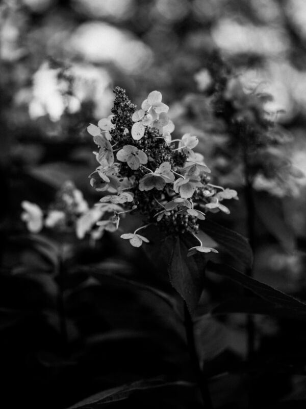 Photo by Annie Spratt grayscale photo of white flowers